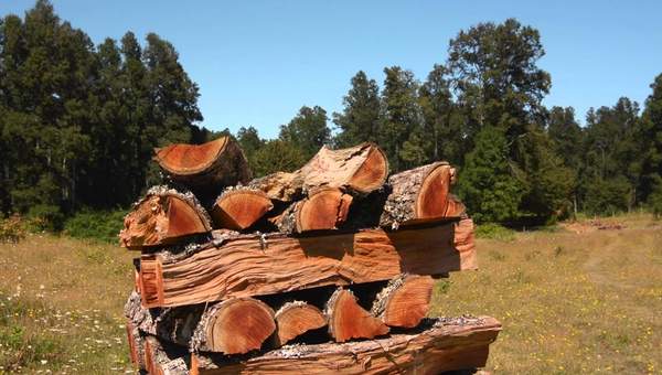 Deforestación y degradación de bosques