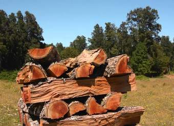 Deforestación y degradación de bosques