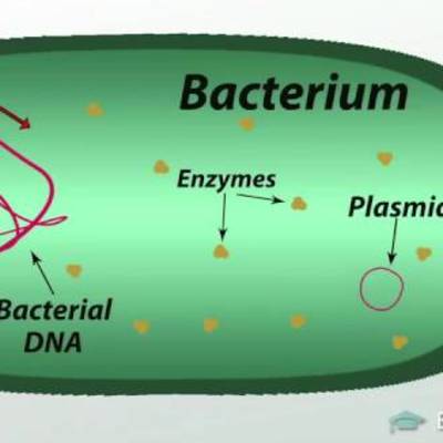 What is Bacteria ? Definition, Characteristics, Examples