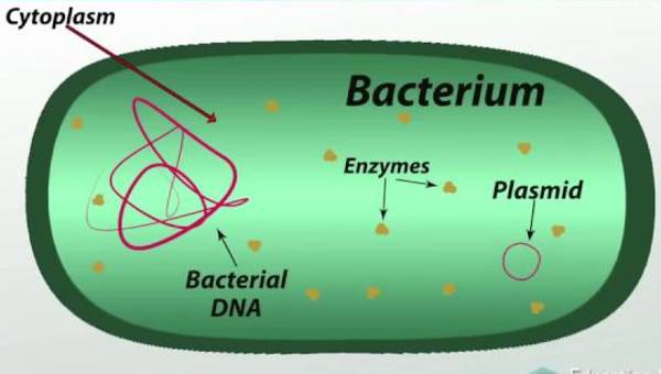 What is Bacteria ? Definition, Characteristics, Examples