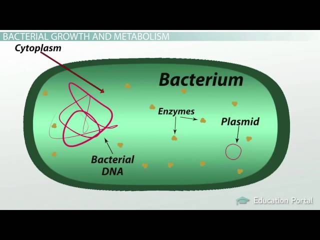 What is Bacteria ? Definition, Characteristics, Examples