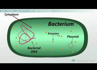 What is Bacteria ? Definition, Characteristics, Examples