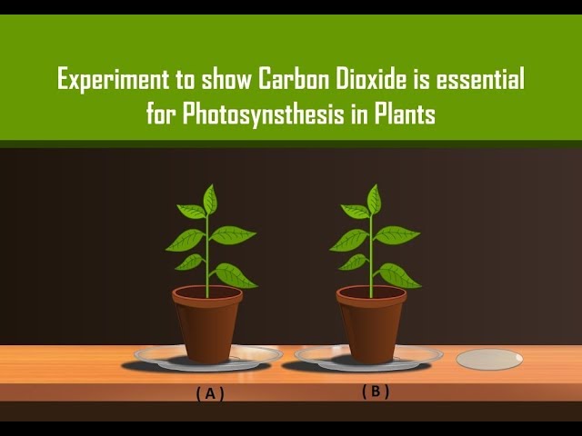 Carbon Dioxide is necessary for Photosynthesis in Plants with Simple Experiment