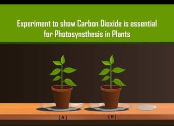 Carbon Dioxide is necessary for Photosynthesis in Plants with Simple Experiment