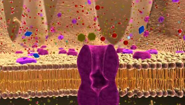 BIO 137 Membrane Transport Activity