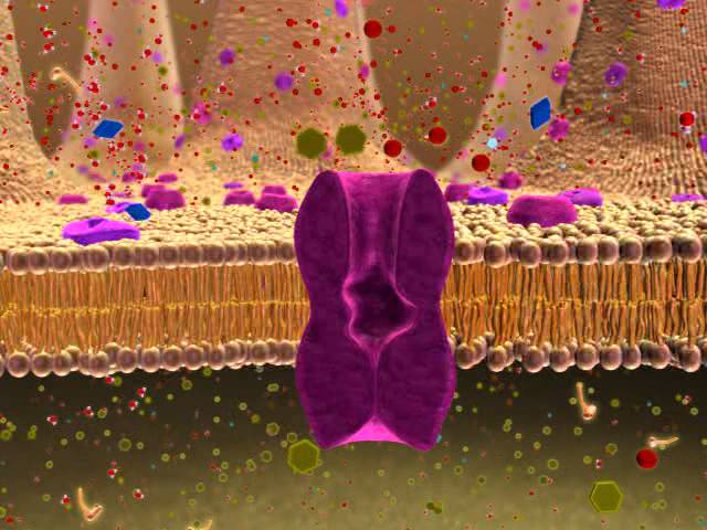 BIO 137 Membrane Transport Activity