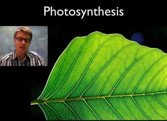 Photosynthesis