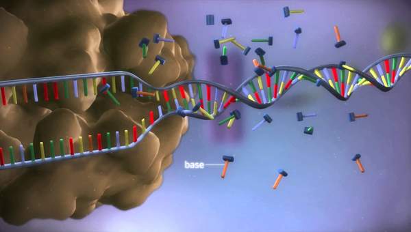 From DNA to protein - 3D