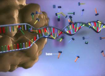 From DNA to protein - 3D