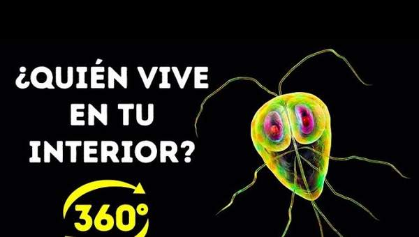 La Vida Secreta De Las Bacterias En Tu Cuerpo || 360 VR