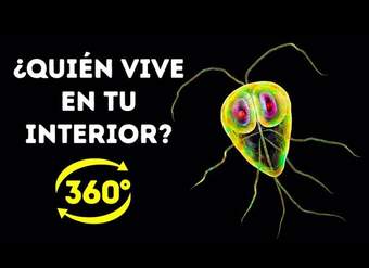 La Vida Secreta De Las Bacterias En Tu Cuerpo || 360 VR