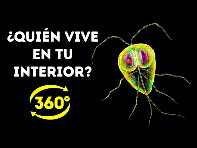 La Vida Secreta De Las Bacterias En Tu Cuerpo || 360 VR