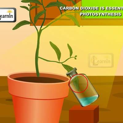 Carbon dioxide is essential for Photosynthesis proved with simple experiment - Science