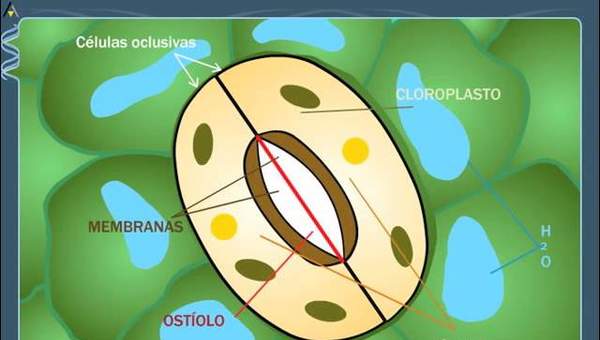 Apertura y cierre de los estomas - ANAYA DIGITAL