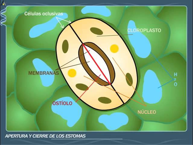 Apertura y cierre de los estomas - ANAYA DIGITAL