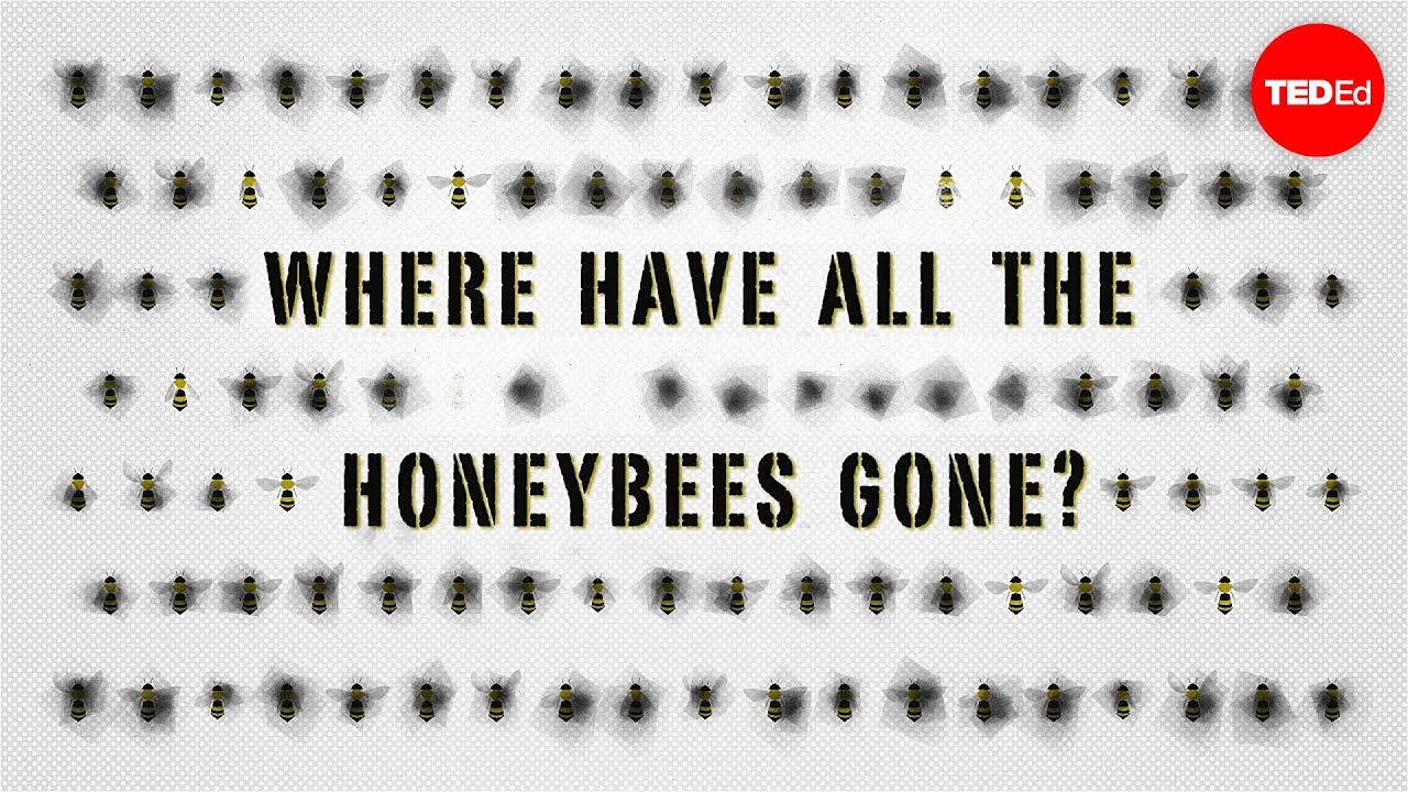 The case of the vanishing honeybees - Emma Bryce