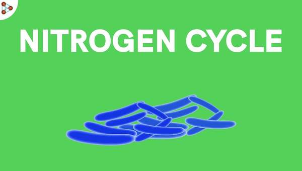 Microorganisms - Nitrogen Fixation/Nitrogen Cycle - CBSE Class 8