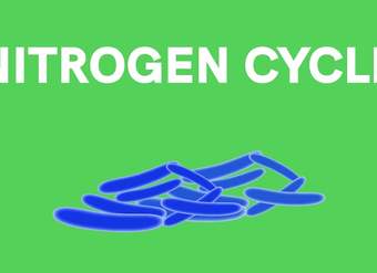 Microorganisms - Nitrogen Fixation/Nitrogen Cycle - CBSE Class 8
