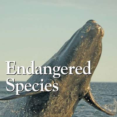 Endangered Species