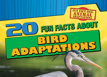 20 Fun Facts About Bird Adaptations
