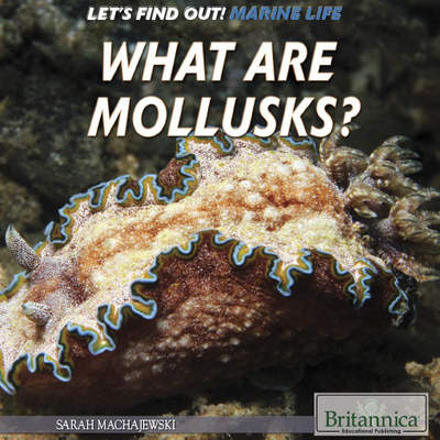 What Are Mollusks?