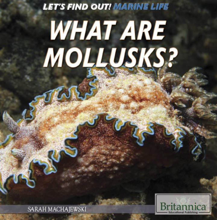 What Are Mollusks?