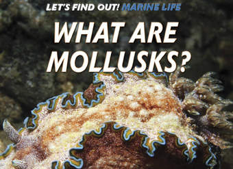 What Are Mollusks?