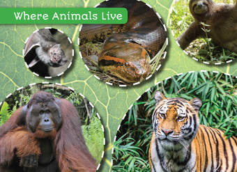 Animals in the Rain Forest