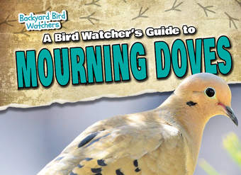 A Bird Watcher's Guide to Mourning Doves