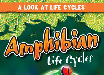 Amphibian Life Cycles