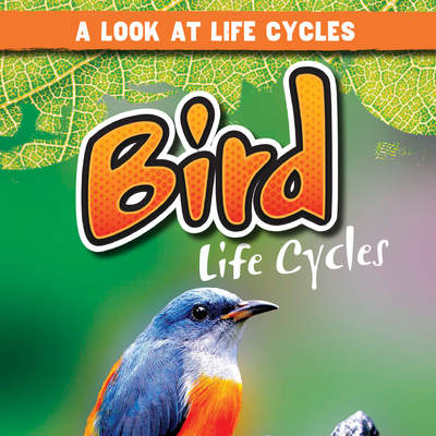 Bird Life Cycles