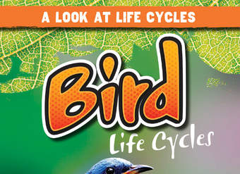 Bird Life Cycles
