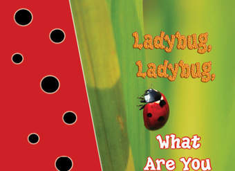 Ladybug, Ladybug, What Are You Doing?