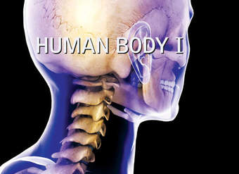 Human Body I