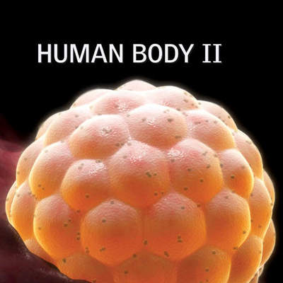 Human Body II