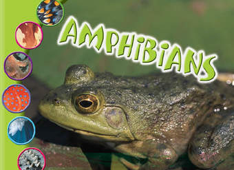 Amphibians