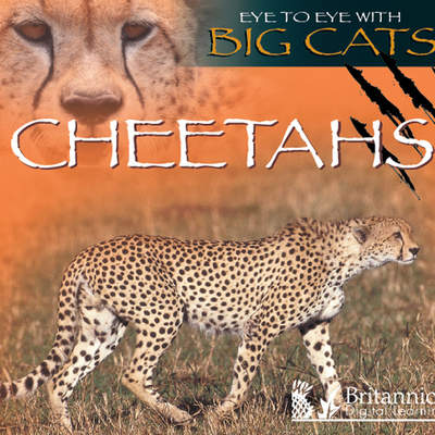 Cheetahs