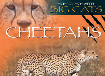 Cheetahs