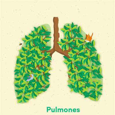 Pulmones verdes al rescate: Aportando a un país más verde