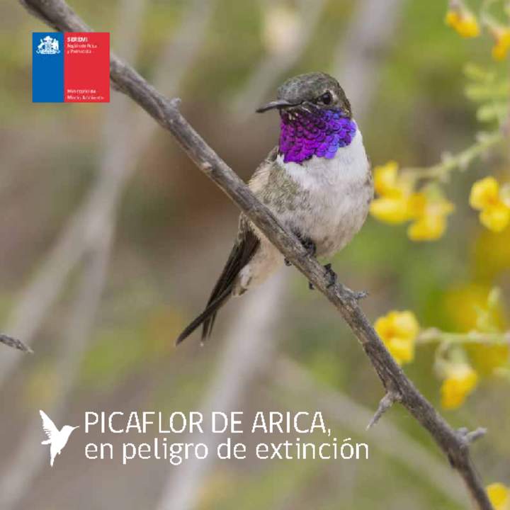 Picaflor de Arica, en peligro de extinción