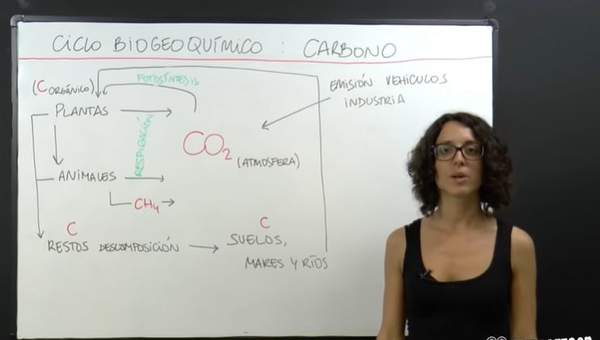 Ciclos biogeoquímicos