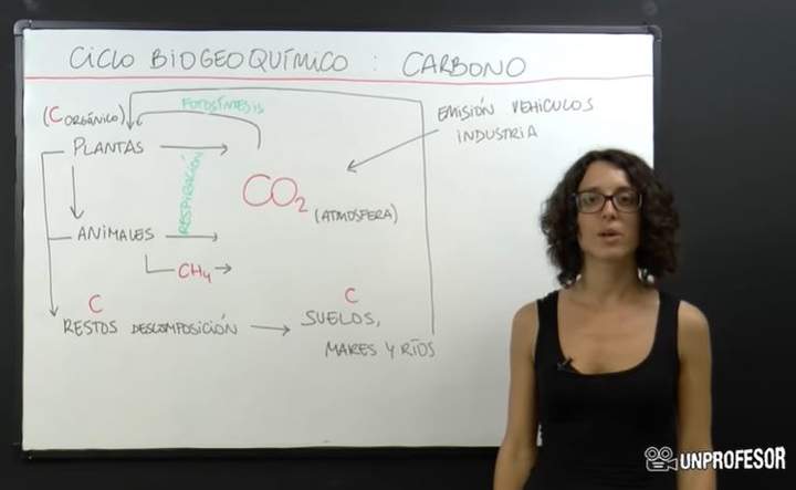 Ciclos biogeoquímicos