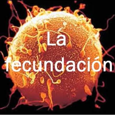 Fecundación y desarrollo