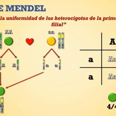 Genética mendeliana