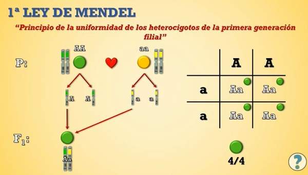 Genética mendeliana - Curriculum Nacional. MINEDUC. Chile.