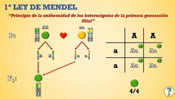 Primera Ley De Mendel Dinami