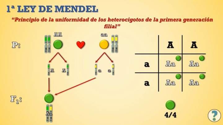 Genética mendeliana