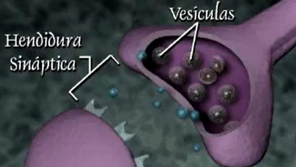 La transmisión nerviosa