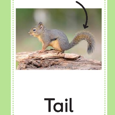 Tail