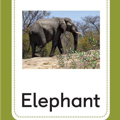 Elephant